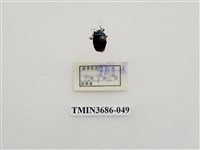 藏品(半翅目(2))的圖片